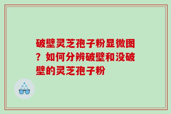 破壁灵芝孢子粉显微图?如何分辨破壁和没破壁的灵芝孢子粉 破壁灵芝孢子粉显微图?如何分辨破壁和没破壁的灵芝孢子粉