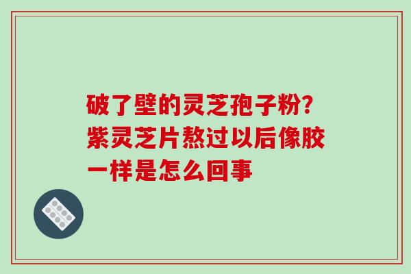 破了壁的灵芝孢子粉?紫灵芝片熬过以后像胶一样是怎么回事 破了壁的灵芝孢子粉?紫灵芝片熬过以后像胶一样是怎么回事