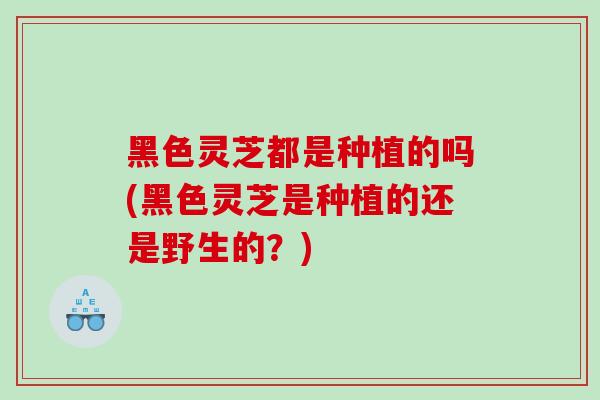 黑色灵芝都是种植的吗(黑色灵芝是种植的还是野生的？)