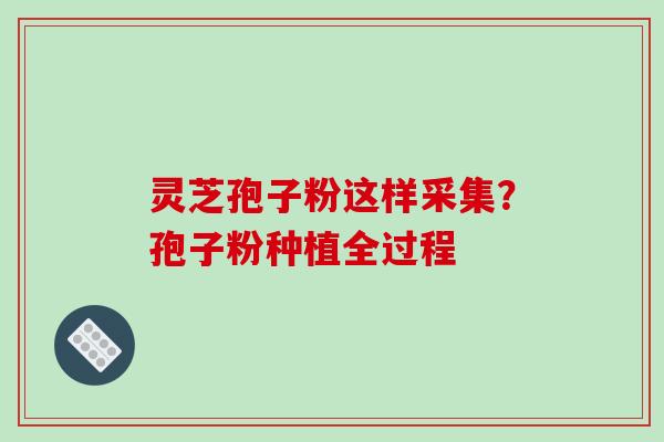 灵芝孢子粉这样采集？孢子粉种植全过程