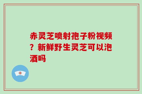 赤灵芝喷射孢子粉视频？新鲜野生灵芝可以泡酒吗