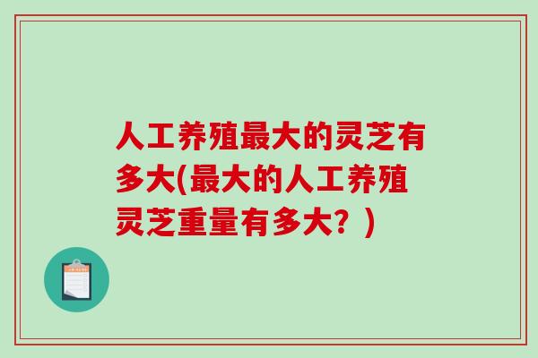 人工养殖大的灵芝有多大(大的人工养殖灵芝重量有多大？)