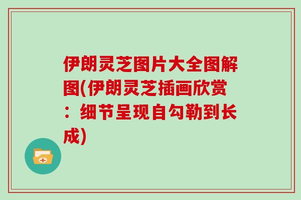 伊朗灵芝图片大全图解图(伊朗灵芝插画欣赏：细节呈现自勾勒到长成)