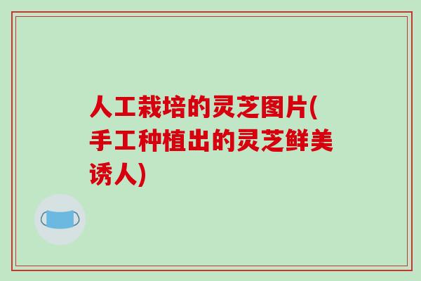 人工栽培的灵芝图片(手工种植出的灵芝鲜美诱人)