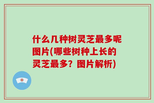 什么几种树灵芝多呢图片(哪些树种上长的灵芝多？图片解析)