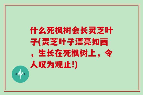 什么死枫树会长灵芝叶子(灵芝叶子漂亮如画，生长在死枫树上，令人叹为观止!)