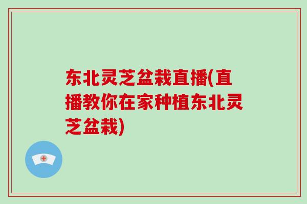 东北灵芝盆栽直播(直播教你在家种植东北灵芝盆栽)