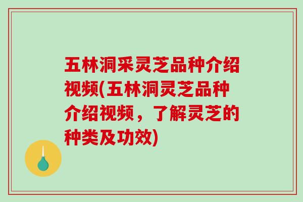 五林洞采灵芝品种介绍视频(五林洞灵芝品种介绍视频，了解灵芝的种类及功效)