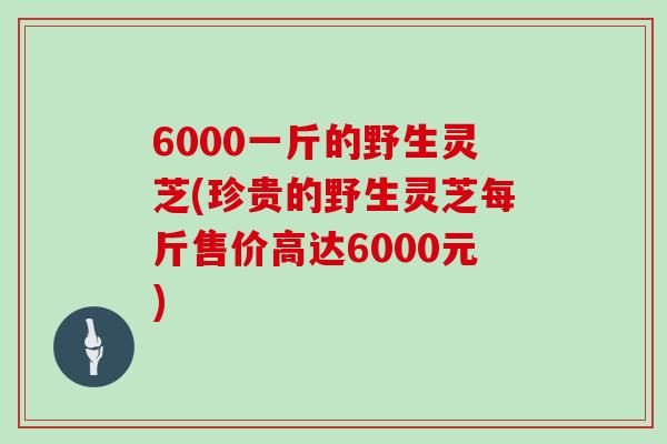 6000一斤的野生灵芝(珍贵的野生灵芝每斤售价高达6000元)
