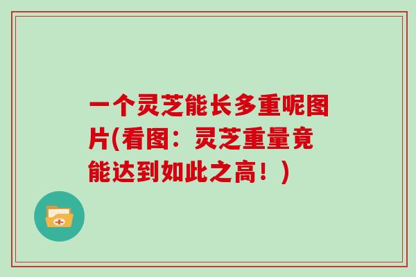 一个灵芝能长多重呢图片(看图：灵芝重量竟能达到如此之高！)