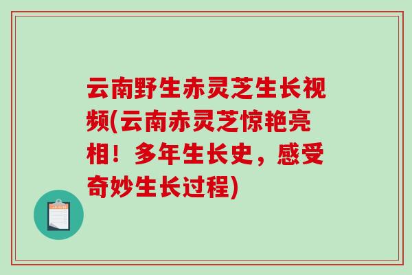 云南野生赤灵芝生长视频(云南赤灵芝惊艳亮相！多年生长史，感受奇妙生长过程)