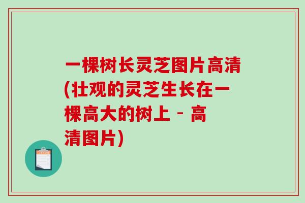 一棵树长灵芝图片高清(壮观的灵芝生长在一棵高大的树上 - 高清图片)