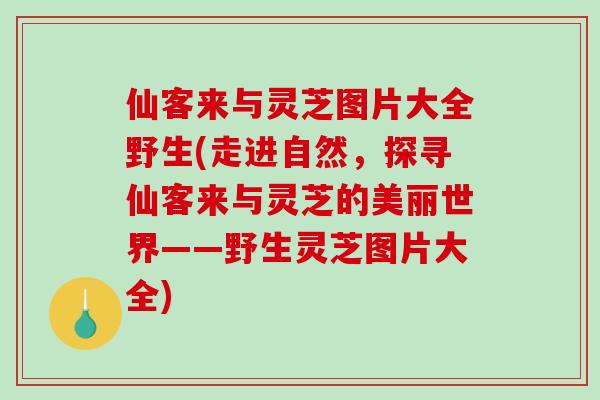 仙客来与灵芝图片大全野生(走进自然，探寻仙客来与灵芝的美丽世界——野生灵芝图片大全)