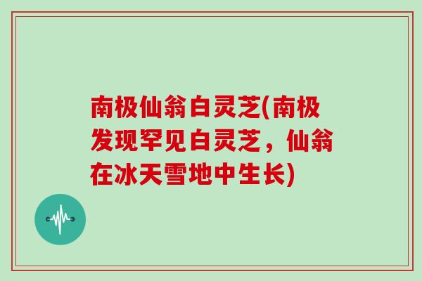 南极仙翁白灵芝(南极发现罕见白灵芝，仙翁在冰天雪地中生长)