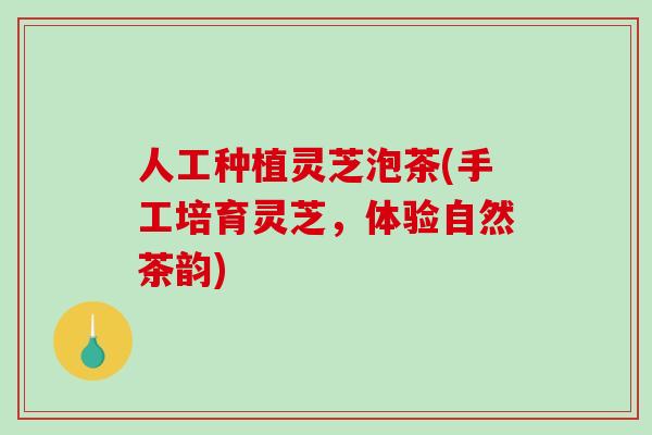 人工种植灵芝泡茶(手工培育灵芝，体验自然茶韵)