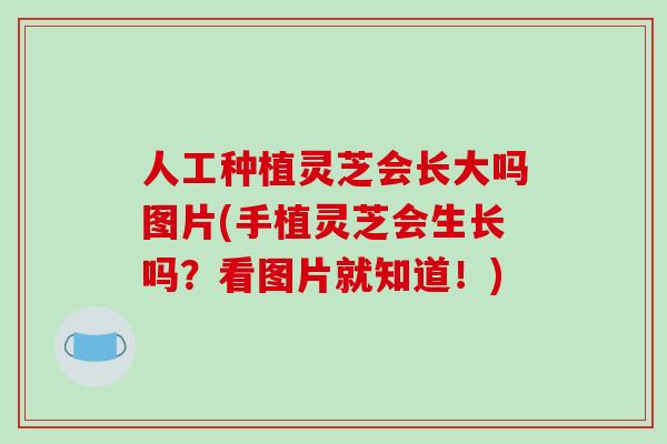 人工种植灵芝会长大吗图片(手植灵芝会生长吗？看图片就知道！)