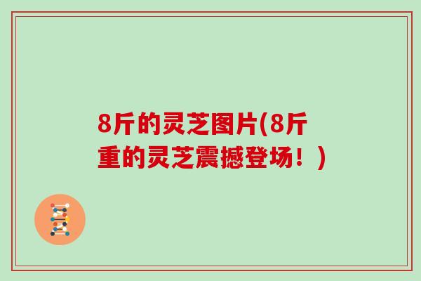 8斤的灵芝图片(8斤重的灵芝震撼登场！)