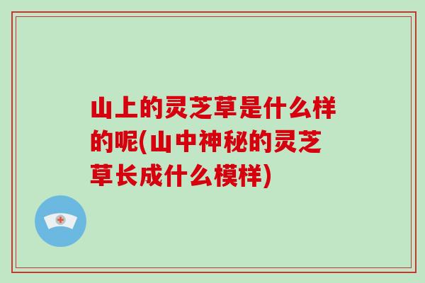 山上的灵芝草是什么样的呢(山中神秘的灵芝草长成什么模样) 山上的灵芝草是什么样的呢(山中神秘的灵芝草长成什么模样)