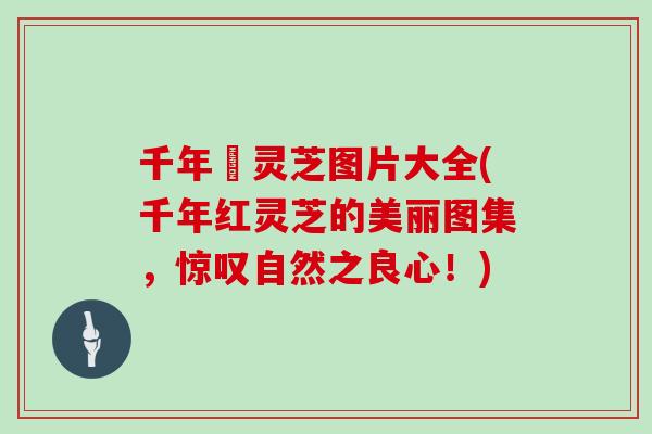 千年紅灵芝图片大全(千年红灵芝的美丽图集，惊叹自然之良心！)