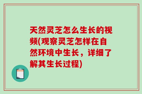 天然灵芝怎么生长的视频(观察灵芝怎样在自然环境中生长,详细了解其生长过程) 天然灵芝怎么生长的视频(观察灵芝怎样在自然环境中生长,详细了解其生长过程)