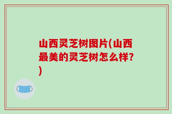 山西灵芝树图片(山西美的灵芝树怎么样？)