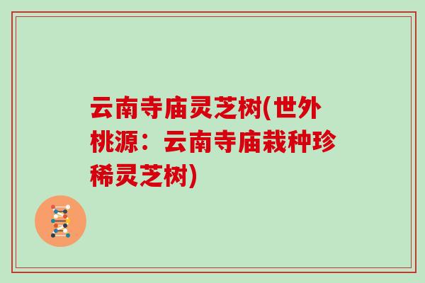 云南寺庙灵芝树(世外桃源:云南寺庙栽种珍稀灵芝树) 云南寺庙灵芝树(世外桃源:云南寺庙栽种珍稀灵芝树)