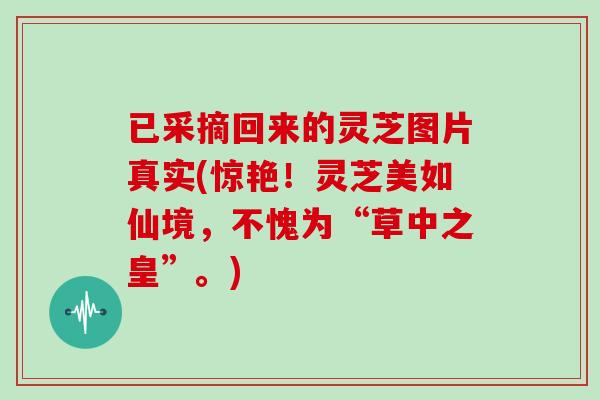 已采摘回来的灵芝图片真实(惊艳！灵芝美如仙境，不愧为“草中之皇”。)