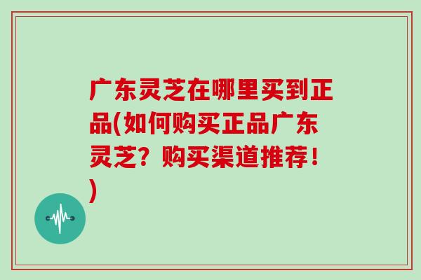 广东灵芝在哪里买到正品(如何购买正品广东灵芝?购买渠道推荐!) 广东灵芝在哪里买到正品(如何购买正品广东灵芝?购买渠道推荐!)