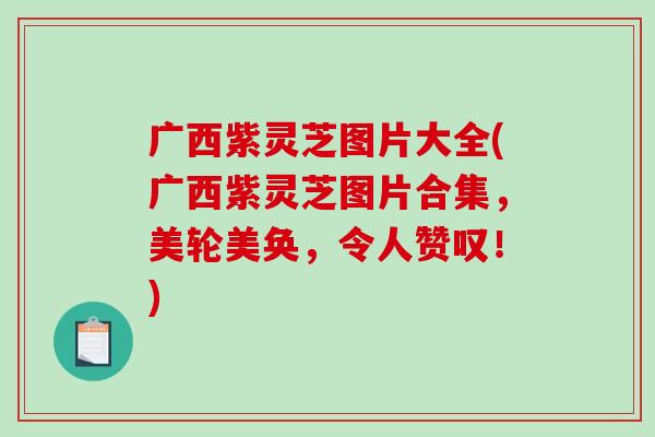 广西紫灵芝图片大全(广西紫灵芝图片合集，美轮美奂，令人赞叹！)