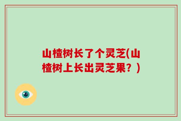 山楂树长了个灵芝(山楂树上长出灵芝果？)