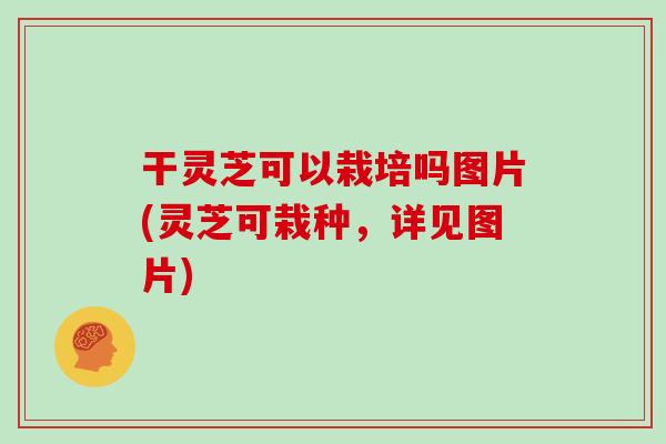 干灵芝可以栽培吗图片(灵芝可栽种，详见图片)