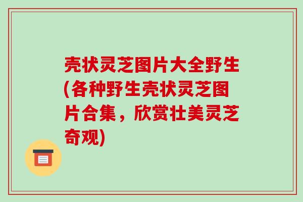 壳状灵芝图片大全野生(各种野生壳状灵芝图片合集,欣赏壮美灵芝奇观) 壳状灵芝图片大全野生(各种野生壳状灵芝图片合集,欣赏壮美灵芝奇观)