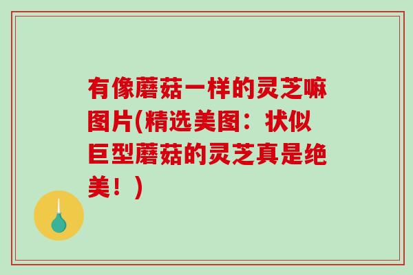 有像蘑菇一样的灵芝嘛图片(精选美图：状似巨型蘑菇的灵芝真是绝美！)