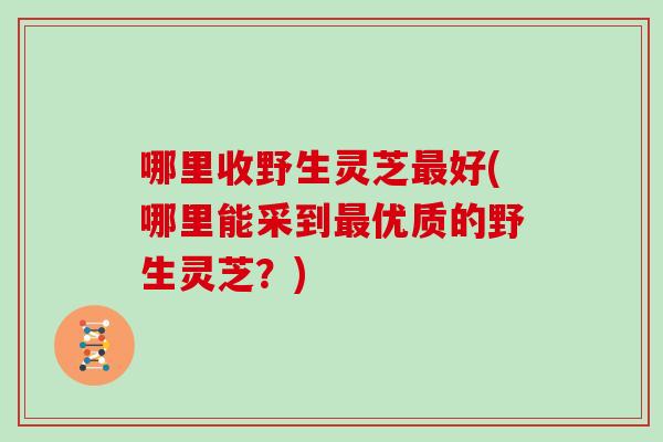 哪里收野生灵芝好(哪里能采到优质的野生灵芝?) 哪里收野生灵芝好(哪里能采到优质的野生灵芝?)