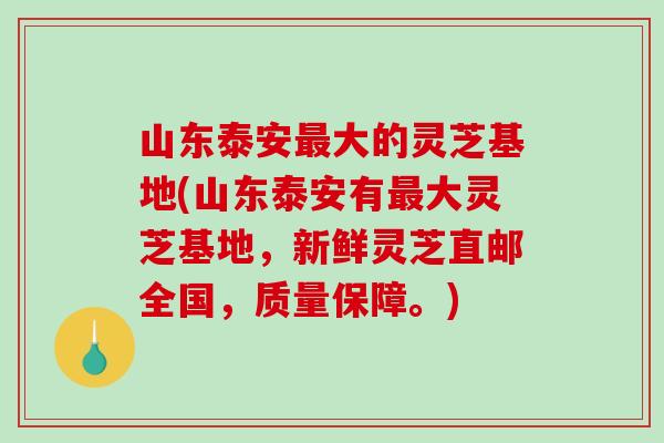 山东泰安大的灵芝基地(山东泰安有大灵芝基地,新鲜灵芝直邮全国,质量保障。) 山东泰安大的灵芝基地(山东泰安有大灵芝基地,新鲜灵芝直邮全国,质量保障。)