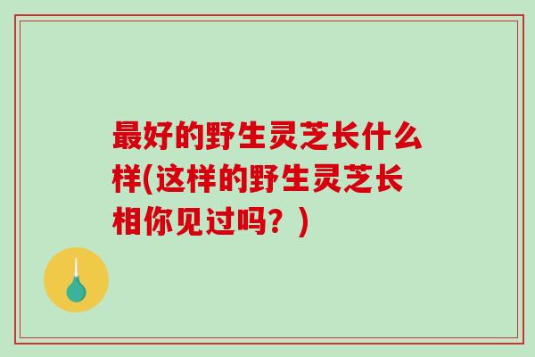 好的野生灵芝长什么样(这样的野生灵芝长相你见过吗?) 好的野生灵芝长什么样(这样的野生灵芝长相你见过吗?)
