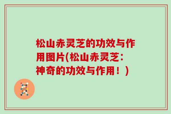松山赤灵芝的功效与作用图片(松山赤灵芝:神奇的功效与作用!) 松山赤灵芝的功效与作用图片(松山赤灵芝:神奇的功效与作用!)