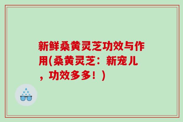新鲜桑黄灵芝功效与作用(桑黄灵芝：新宠儿，功效多多！)