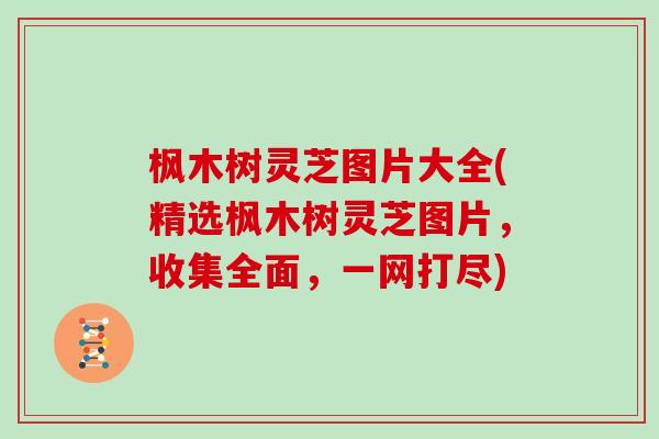 枫木树灵芝图片大全(精选枫木树灵芝图片，收集全面，一网打尽)