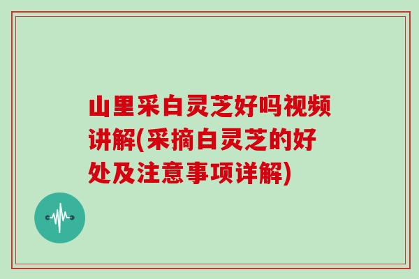 山里采白灵芝好吗视频讲解(采摘白灵芝的好处及注意事项详解) 山里采白灵芝好吗视频讲解(采摘白灵芝的好处及注意事项详解)