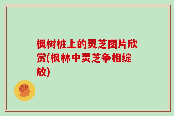 枫树桩上的灵芝图片欣赏(枫林中灵芝争相绽放) 枫树桩上的灵芝图片欣赏(枫林中灵芝争相绽放)