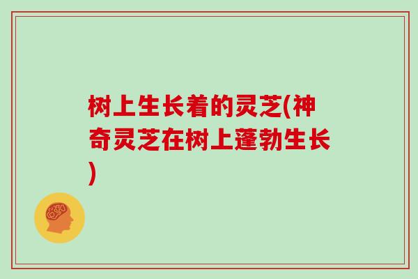树上生长着的灵芝(神奇灵芝在树上蓬勃生长) 树上生长着的灵芝(神奇灵芝在树上蓬勃生长)