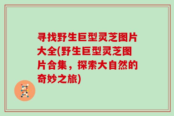 寻找野生巨型灵芝图片大全(野生巨型灵芝图片合集，探索大自然的奇妙之旅)