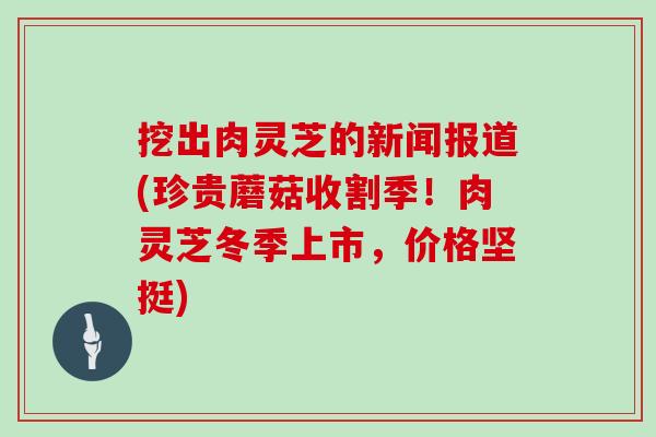 挖出肉灵芝的新闻报道(珍贵蘑菇收割季!肉灵芝冬季上市,价格坚挺) 挖出肉灵芝的新闻报道(珍贵蘑菇收割季!肉灵芝冬季上市,价格坚挺)
