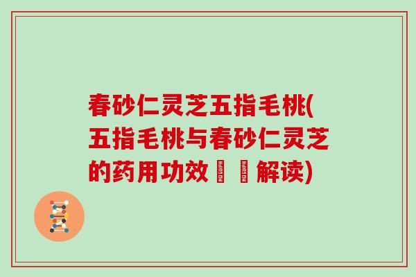 春砂仁灵芝五指毛桃(五指毛桃与春砂仁灵芝的药用功效詳盡解读)