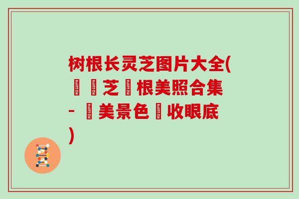 树根长灵芝图片大全(長靈芝樹根美照合集 - 絕美景色盡收眼底)