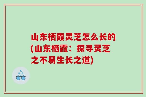 山东栖霞灵芝怎么长的(山东栖霞:探寻灵芝之不易生长之道) 山东栖霞灵芝怎么长的(山东栖霞:探寻灵芝之不易生长之道)