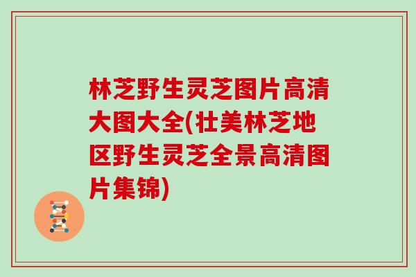 林芝野生灵芝图片高清大图大全(壮美林芝地区野生灵芝全景高清图片集锦) 林芝野生灵芝图片高清大图大全(壮美林芝地区野生灵芝全景高清图片集锦)