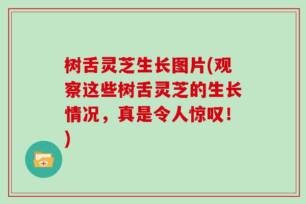 树舌灵芝生长图片(观察这些树舌灵芝的生长情况,真是令人惊叹!) 树舌灵芝生长图片(观察这些树舌灵芝的生长情况,真是令人惊叹!)