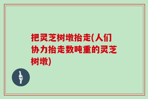 把灵芝树墩抬走(人们协力抬走数吨重的灵芝树墩)